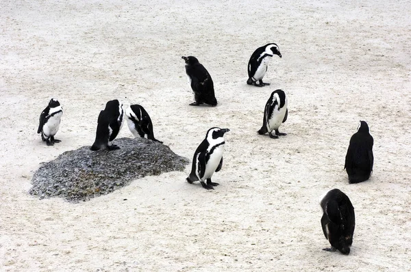 Pinguins Bonitos Natureza Selvagem — Fotografia de Stock