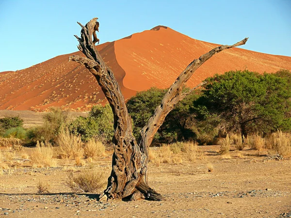 Panoramisch Uitzicht Duinen Selectieve Focus — Stockfoto