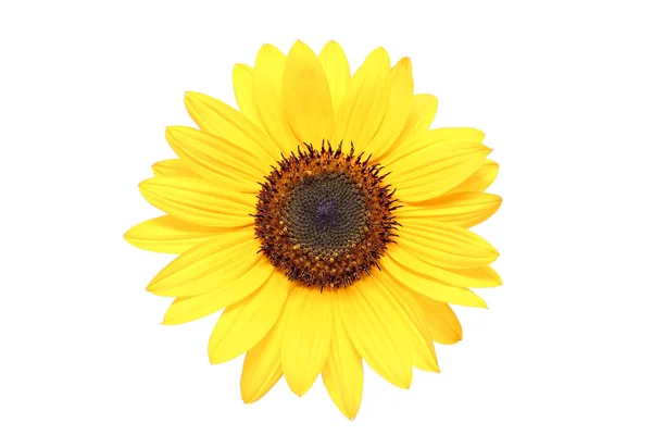 Girasol Aislado Blanco — Foto de Stock