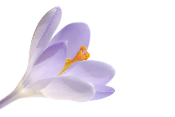 Крокус Цветы Весенняя Флора — стоковое фото