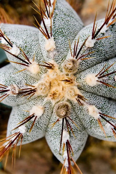 熱帯性植物植物植物植物サボテン — ストック写真