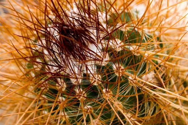 Tropická Rostlina Kaktusová Botanická Rostlina — Stock fotografie