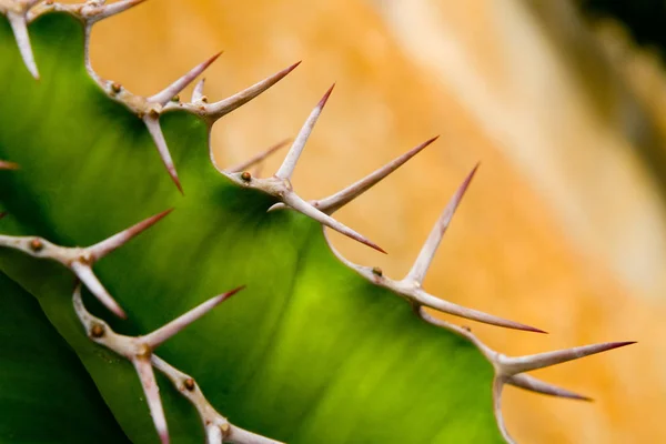 Tropische Pflanze Botanische Flora Kaktus — Stockfoto