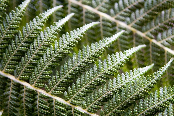 Grüne Farnflora Waldpflanzenblätter — Stockfoto