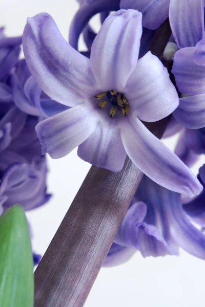 Närbild Bild Vackra Blommande Hyacint — Stockfoto