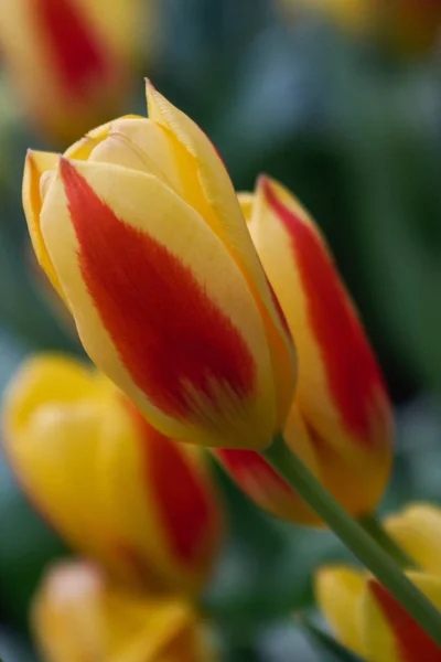 Живописный Вид Красивый Цветок Тюльпана — стоковое фото