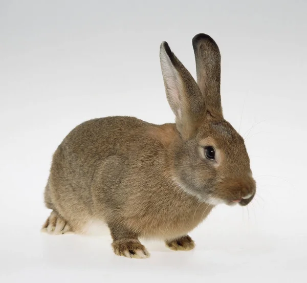 Niedlicher Hase Nahaufnahme — Stockfoto