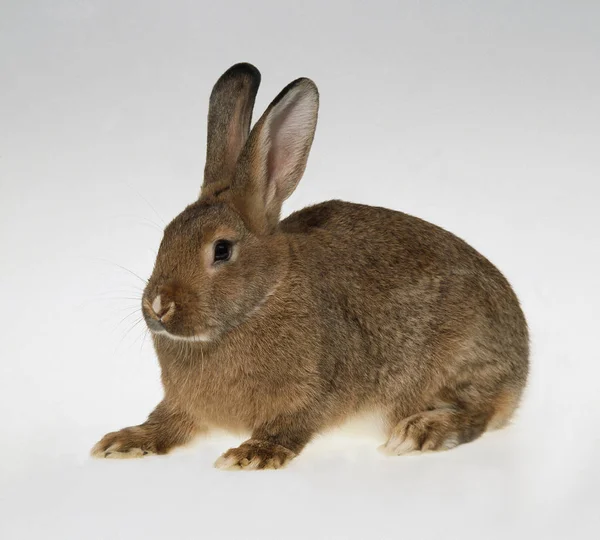 Kaninchen Form Eines Hasen — Stockfoto