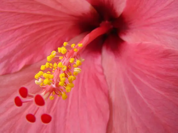 Scenic Beautiful Colorful Hibiscus Flower — Stock Photo, Image