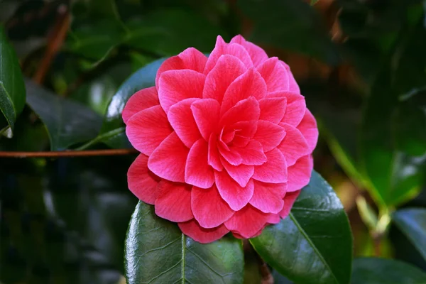 Camellia Bloem Bloei Flora — Stockfoto