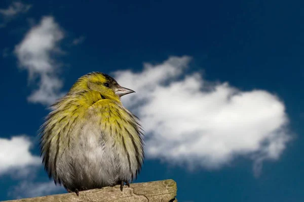 Aussichtsreiche Aussicht Auf Schöne Vögel Der Natur — Stockfoto