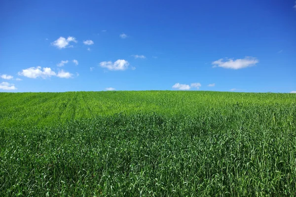 Campo Trigo Verde Con Cielo Azul — Foto de Stock