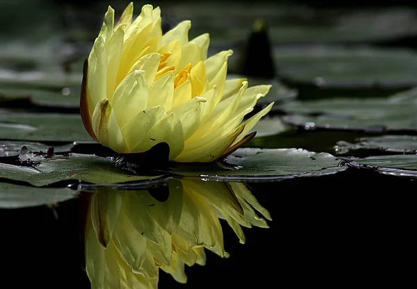 Vattenlilja Lotusblomma — Stockfoto