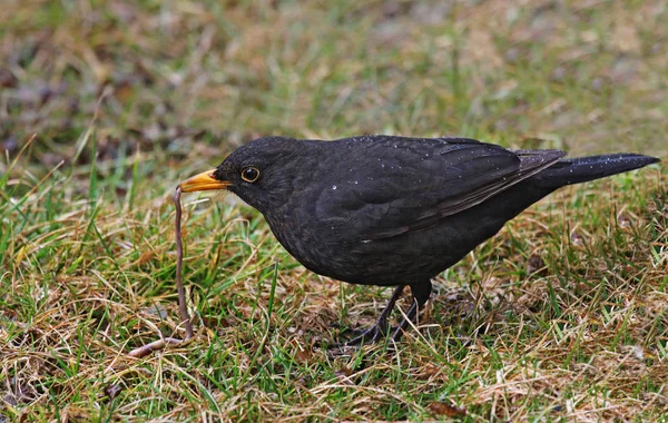 Vacker Utsikt Över Vacker Fågel Naturen — Stockfoto