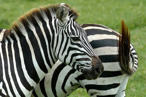 Randig Zebra Däggdjur — Stockfoto