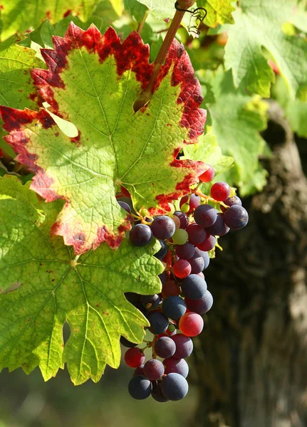 Uvas Que Crescem Vinha — Fotografia de Stock