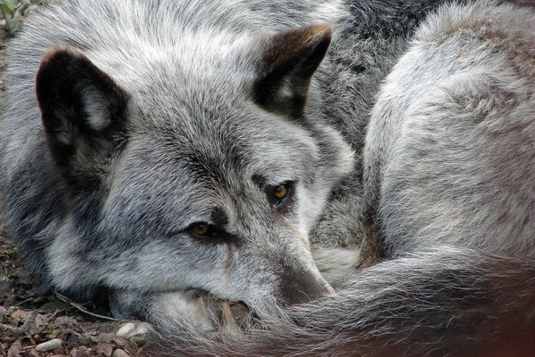 Scenic View Wild Wolf Nature — Stock Photo, Image
