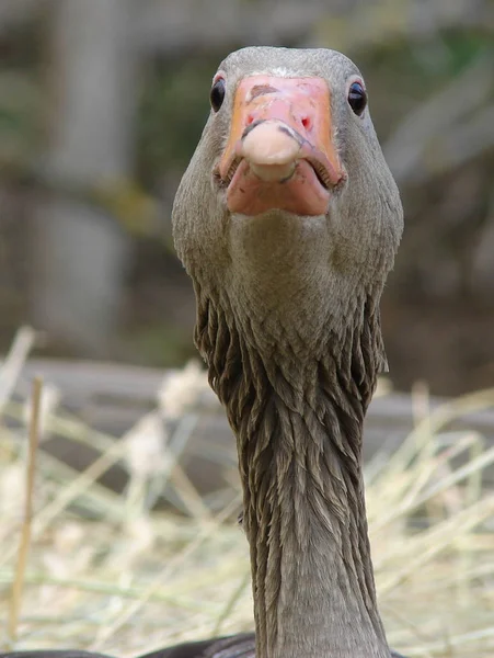 Festői Kilátás Gyönyörű Greylag Liba — Stock Fotó