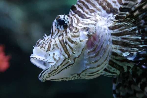 海底的狮子鱼 海洋生物 — 图库照片