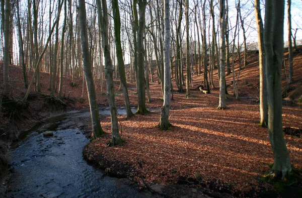 冬の日当たりの良い森 — ストック写真