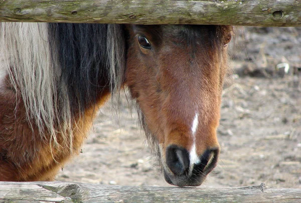 Mammifero Animale Cavallo Razza Pura — Foto Stock