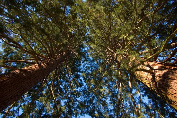Secoia Деревья Огромное Дерево Флора Природы — стоковое фото