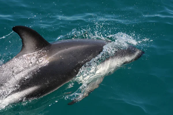 海豚水生动物 — 图库照片