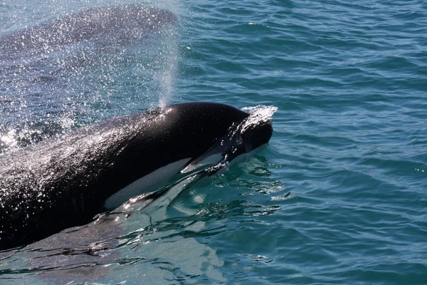 Phoque Dauphins Dans Mer — Photo