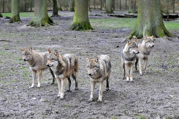 Primer Plano Los Animales Zoológico —  Fotos de Stock