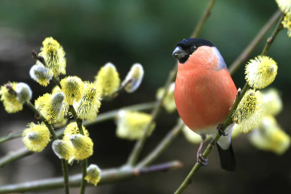 Gros Plan Oiseau Assis Sur Une Branche Une Fleur Cerisier — Photo