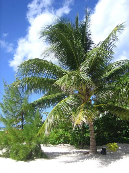 Barbados Una Isla Del Caribe Oriental — Foto de Stock
