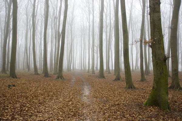 Arbres Feuilles Caduques Forêt Dans Brouillard — Photo