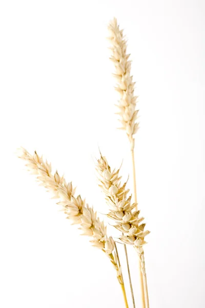 農業穀物 — ストック写真
