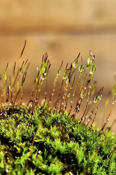 Natte Bladeren Groene Grasbladeren Met Regendruppels — Stockfoto