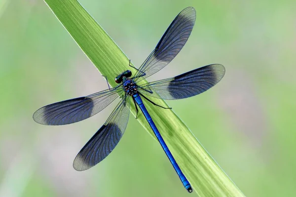 Insecto Libélula Pequeño Insecto Con Alas Naturaleza —  Fotos de Stock