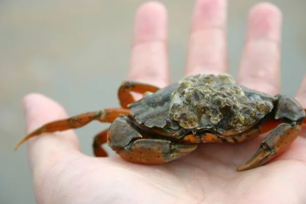 Close Van Een Groene Krab — Stockfoto