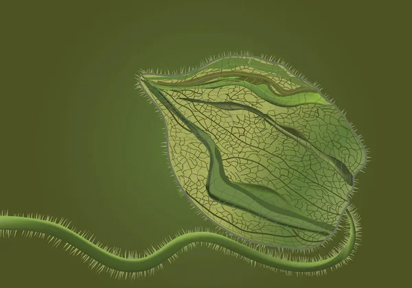 Green Physalis Green Illustration — Stock Photo, Image