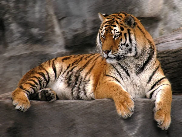 Λαμβάνεται Στο Πάρκο Tierpark Friedrichsfelde Berlin — Φωτογραφία Αρχείου