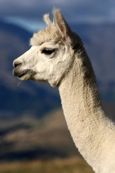 Funny Alpaca Animal Wildlife Mammal — Stock Photo, Image