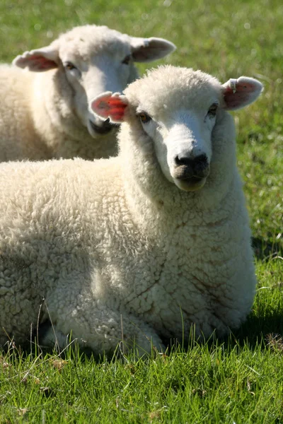 Ovejas Domésticas Pasto — Foto de Stock