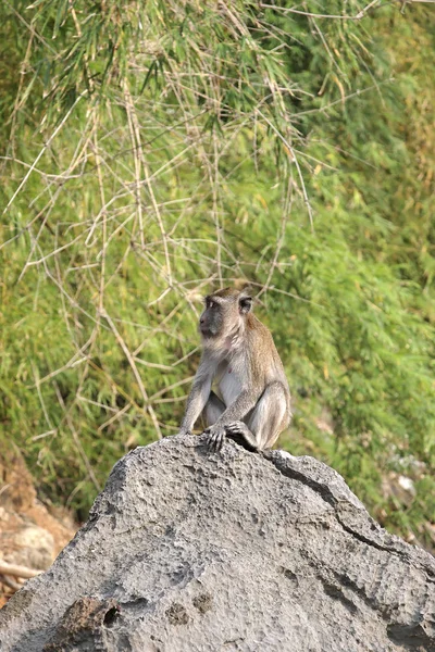 Verschillende Apen Krabi — Stockfoto