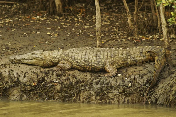 Crocodilo Jacaré Carnívoro Animal — Fotografia de Stock