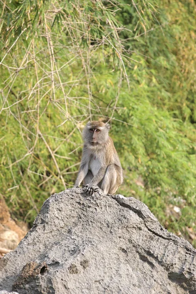 Verschiedene Affen Auf Krabi — Stockfoto