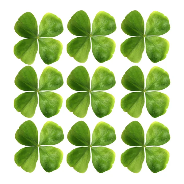 Clover Leaves Isolated White Background — Stock Photo, Image