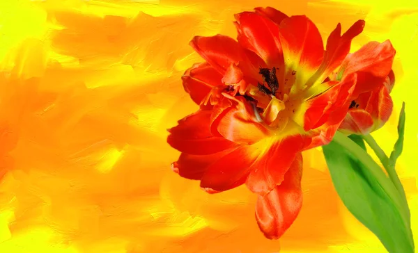 Beautiful Tulips Flowers Petals Flora — Stock Photo, Image
