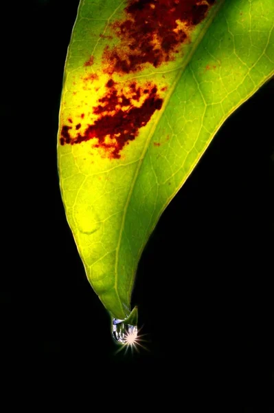 Close Bug Natureza Selvagem — Fotografia de Stock