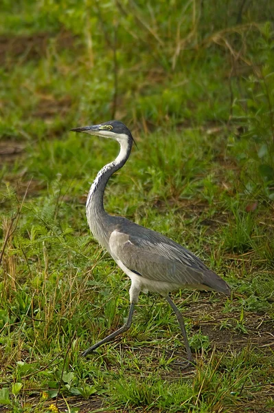 Vista Cênica Pássaro Garça Natureza — Fotografia de Stock