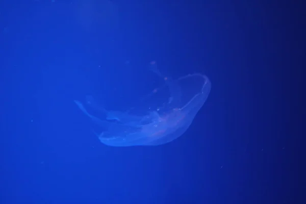 水母海水下 海洋生物 — 图库照片