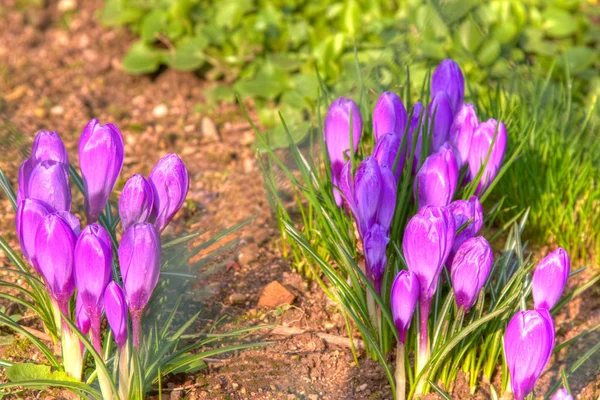 Весенние Крокусы Флора Лепестки — стоковое фото