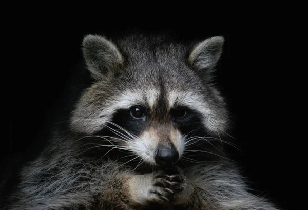 Raccoon Animal Predator Mammal Animal — Stock Photo, Image